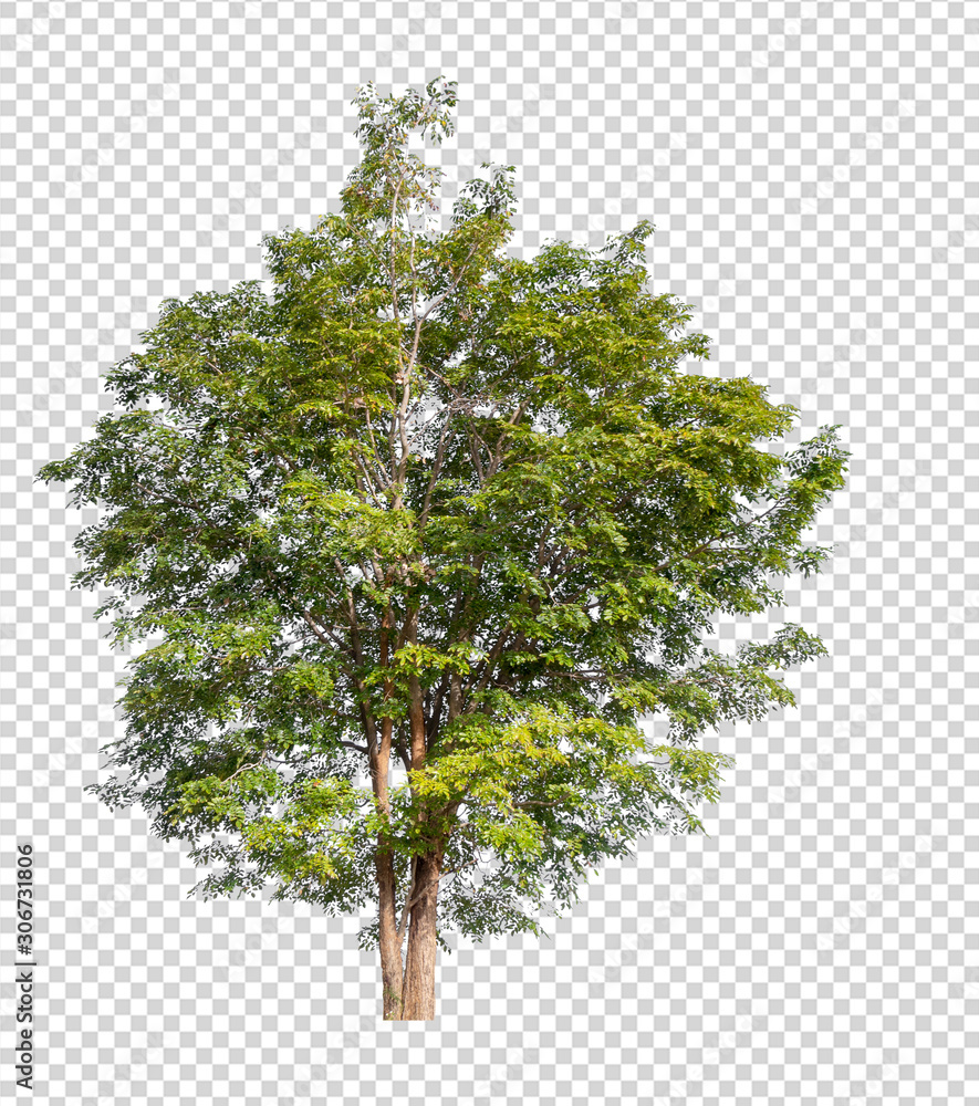 Poster isolated tree on transperrent picture background