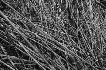 Schilf Umwelt Raum