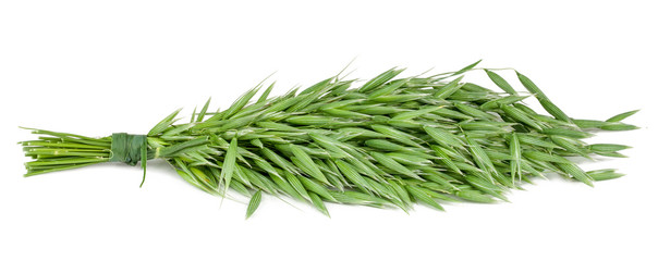 Green oat ears isolated on white background