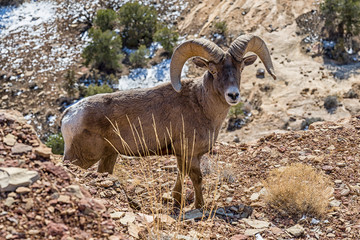Desert Bighorn Sheep