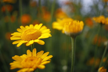 yellow flowers on green background of grass