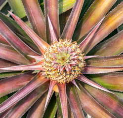 Pineapple fruit on the plantation farm