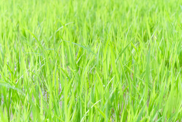 paddy rice plant warm sunlight