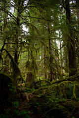 Naklejka premium Temperate Rainforest