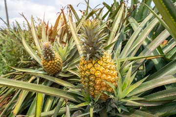 Pineapple fruit on the plantation farm
