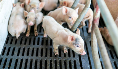 cute piglets at the farm © xiaoliangge