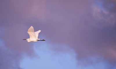 Egret In Flight