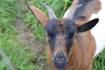 A goat in the pasture