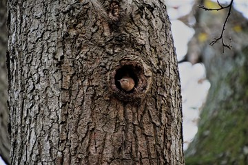 Obraz premium Peek A boo