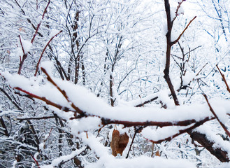 trees covered in heavy snow in October during the first snowfall of the year. Heavy snowfall early in the season. The snow is thick and heavy, sticking out on the sides of the trunks.