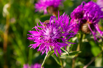 Flower burdock on a blurred background close-up. Bright flower burdock on a blurred background...