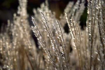 Gräser im Herbst