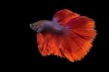 siamese fighting fish