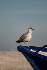 Seagull standing on the bow of a ship.