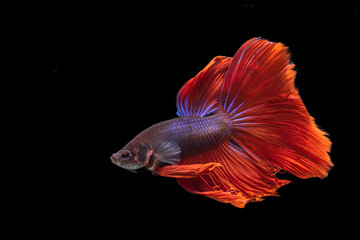Fototapeta premium siamese fighting fish