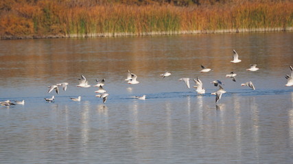 Gaviotas volando sobre el lago, Lérida, Cataluña, España