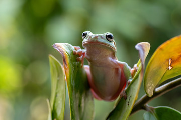 Green tree frog