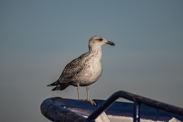 Seagull standing on the bow of a ship.