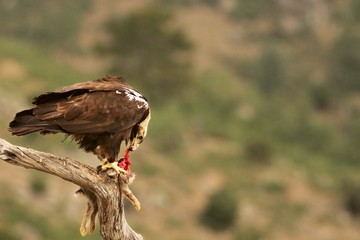 Spanish imperial eagle (Aquila adalberti), also known as the Iberian imperial eagle, Spanish or Adalbert's eagle feeding with a death rabbit.