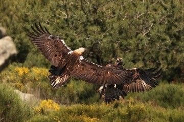 Golden eagle (Aquila chrysaetos) and Spanish imperial eagle (Aquila adalberti) fighting together.