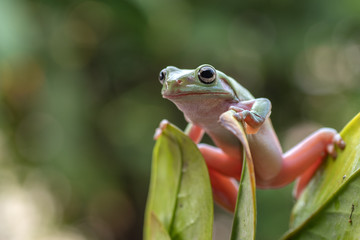Green tree frog