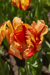 tulip in the garden