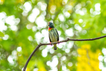 coppersmith barbet, crimson-breasted barbet, coppersmith Megalaima haemacephala