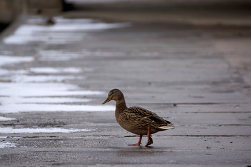 Female mallard duck. Portrait of a duck with reflection in clean water.