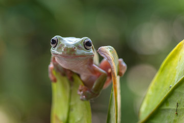 Fototapeta premium Green tree frog