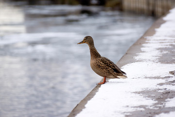 Female mallard duck. Portrait of a duck with reflection in clean water.