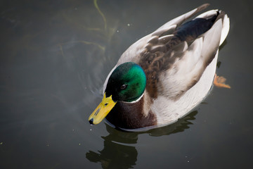 Female mallard duck. Portrait of a duck with reflection in clean water.