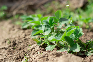Young shoots of strawberries grow in the garden at spring time.