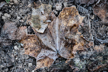 Early winter pattern on a maple leave 