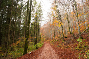 Path Leading Through a Forest in Autumn