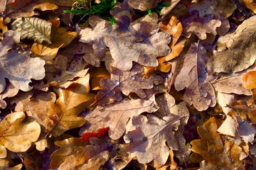 Herbstblätter