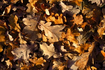 Herbstblätter