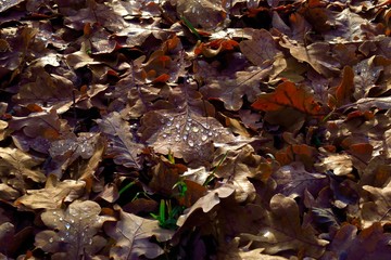 Herbstblätter