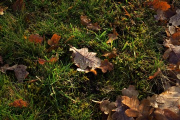 Herbstblätter