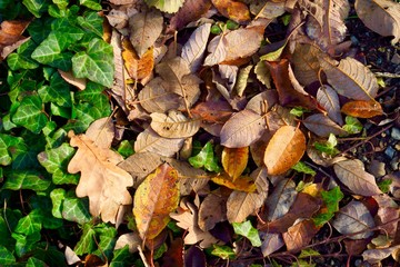 Herbstblätter