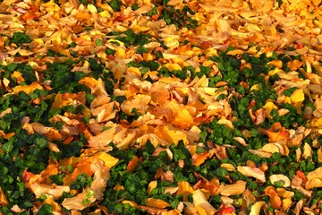 Herbstblätter
