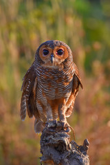 barn owl on the branch