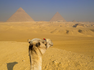 Camel in front of the Pyramids of Giza. In Cairo, Egypt