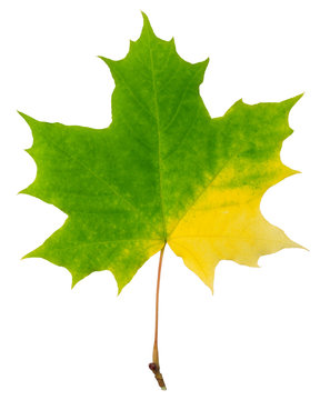 autumn maple leaf isolated on white background, clipping path, full depth of field