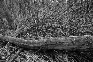 Nature winter scenic view