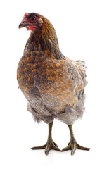 One brown chicken.