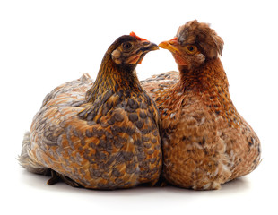 Two brown chicken.