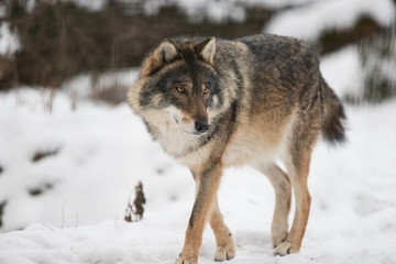 Fototapeta na wymiar Scary dark gray wolf (Canis lupus)