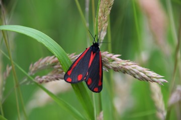 butterfly on a flower