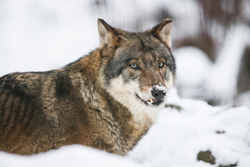  Scary dark gray wolf (Canis lupus)
