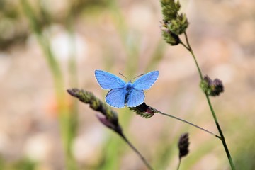 Fototapeta premium butterfly on a flower